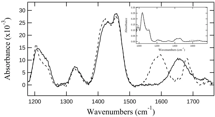 Figure 2.3.  Solution single-pass ATR FTIR spectra of single stranded DNA (dashed spectrum) and double-stranded DNA (solid spectrum) corresponding to the same DNA strands used for the probe and target single stranded DNA on the gold surfaces