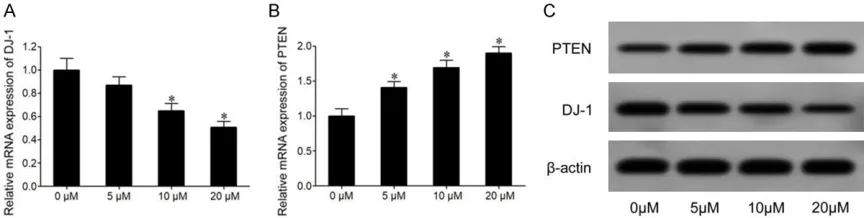 Figure 2. Cur remarkably suppressed DJ-1 expression and enhanced PTEN expression in MCF-7 cells