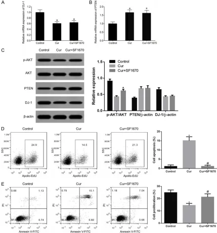 Figure 3. Cur significantly inhibited BC cell proliferation and induced cell apoptosis, whilst SF1670 antagonized Cur effects