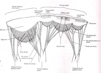 Fig 8(a). Types of chordae tendineae   