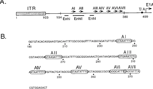 FIG. 1. (A) The Ad5 genomic left end and packaging domain. The schematic diagram shows the ITR, the packaging/enhancer region (nt 194 to 380), and the E1A ﬂanking region