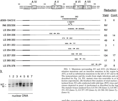 FIG. 4. Alignment of AI, AII, AV, and AVI. The packaging repeats areboxed; invariable nucleotides are indicated by lines between the sequences.