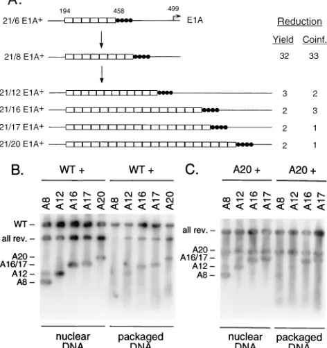FIG. 7. AVI speciﬁes packaging. A schematic representation of left-end sequences of dlbox; AVI (nt 354 to 370) is represented by a hatched box