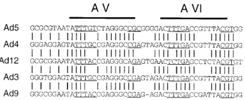 FIG. 8. Alignment of putative packaging repeats in different adenovirus sub-groups. The nucleotide sequences corresponding to AV and AVI are shown for