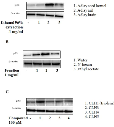 Fig. 1: Trioelin activates p53 in MCF-7 cells (A)Effect of p53 by 96% ethanol extraction fromadlay aril extraction on p53 protein expression.fraction: n-hexan, ethyl acetate and water fromCoix lacryma-jobi (adlay aril, adlay brain andadlay seed kernel) at 