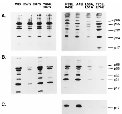 FIG. 2. Western blot analysis of p17 mutant viruses. Extracts of transfectedcells (A) or virus concentrated from the supernatant (B and C) were separated