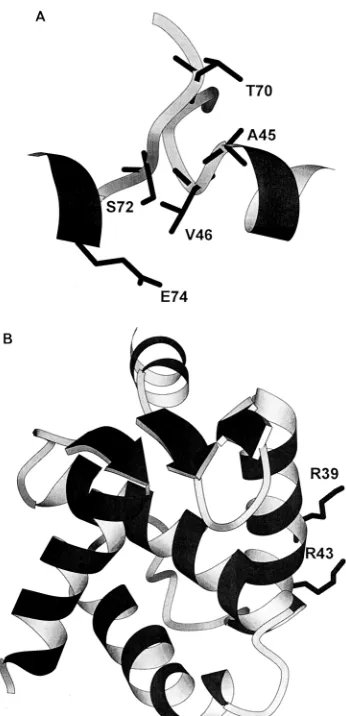 FIG. 7. (A) Schematic representation of the backbone resides of the trimerinterface region (residues 41 to 49) of one monomer and residues 69 to 76 of the