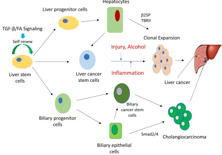 Figure 1: Schematic diagram of TGF-β/FA pathway dependent regulation on liver stem cells