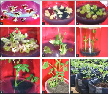 Fig 2. PEG stress tolerance peanut somatic embryos (SE), SE germination, and Plantlet regeneration