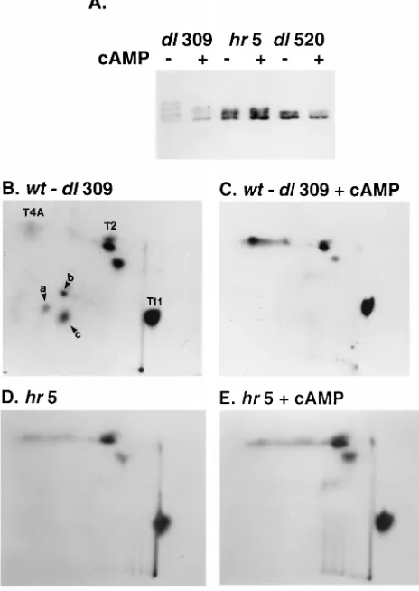 Fig. 2C was not observed in repeated analysis.) Thus, peptidesa, b, and c appeared to be the targets of cAMP-inducedE4orf4-mediated hypophosphorylation in these cells.