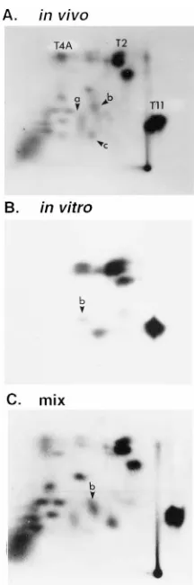 FIG. 4. Analysis by TLC of tryptic phosphopeptides from 289R E1A prod-ucts labeled in vitro with puriﬁed MAPK