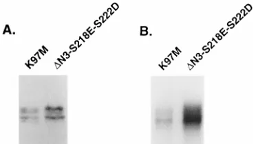 FIG. 6. Analysis of E1A tryptic phosphopeptides in 293 cells expressingMAPKK. 293 cells were transfected with plasmid DNA encoding HA-tagged