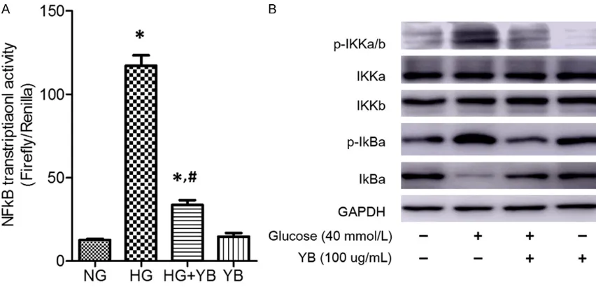 Figure 3. Effect of YB on HG-induced expression of IL-1β, IL-6, TNF-α and MCP-1 in podocytes