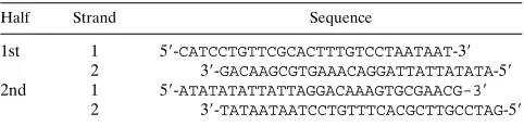 TABLE 1. Oligonucleotides used in this study