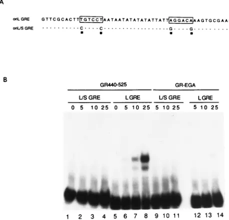 FIG. 1. Sequence comparison of oriL and oriS. (A) DNA sequence compar-ison of the OBP binding sites (OBP BS-I, -II, and -III) in oriL and oriS and the