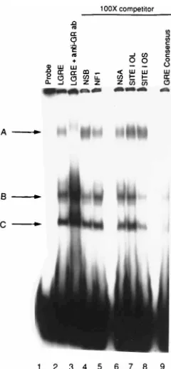 FIG. 3. Analysis of complex formation between oriL GRE and PC12 cell nu-clear extracts
