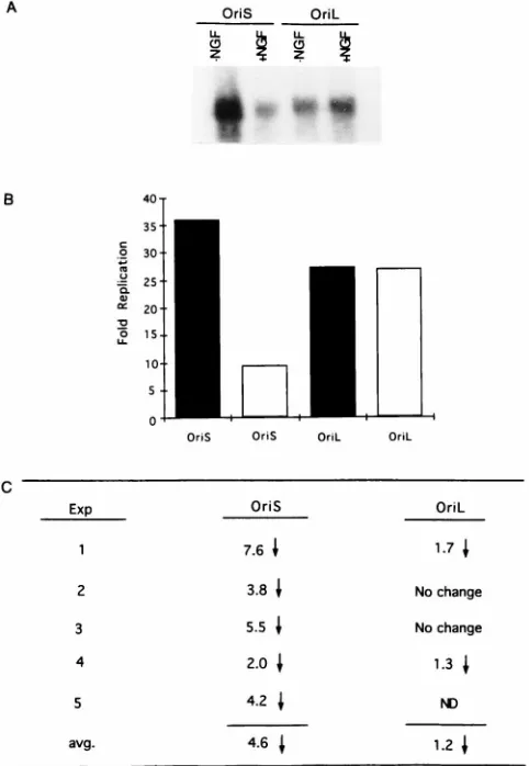 FIG. 4. Replication of oriL- and oriS-containing plasmids in undifferentiatedNGF) and NGF-differentiated (NGF) PC12 cells
