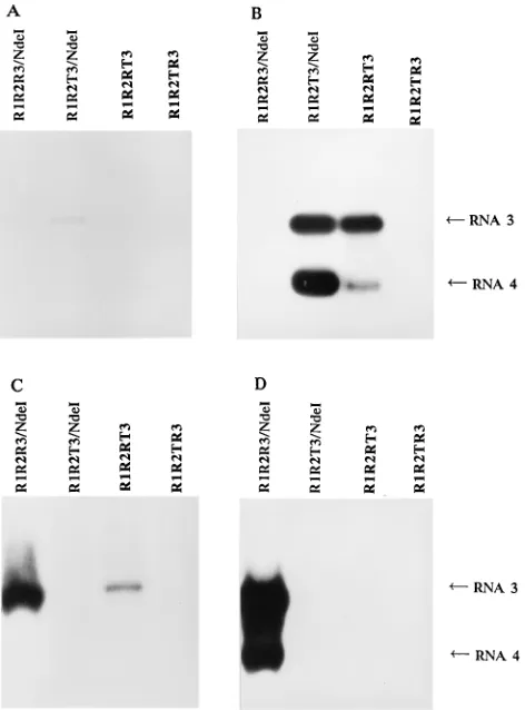 TABLE 1. Symptoms induced by wild-type, pseudorecombinant, and recombinant viruses