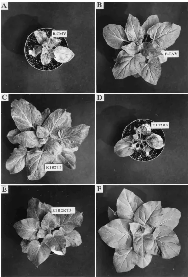 FIG. 3. Typical symptoms elicited on N. glutinosa by R-CMV, P-TAV, R1R2T3/Nde pseudorecombinant virus, T1T2R3 pseudorecombinant virus, R1R2RT3recombinant virus, and mock inoculation (F) (3 weeks after inoculation).