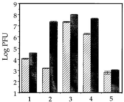 FIG. 1. tsVero cells were infected withProt.A matures to infectivity following temperature downshift