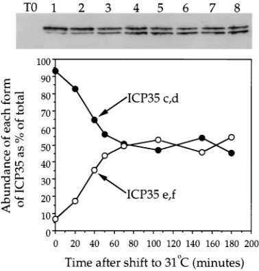 FIG. 2. Kinetics of maturation to infectivity. Cells were infected withProt.A (solid circles) or SC16 (open circles), acid washed, and incubated at