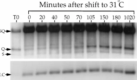 FIG. 4. Kinetics of synchronized DNA packaging. Vero cells were infectedand incubated exactly as described in the legend to Fig