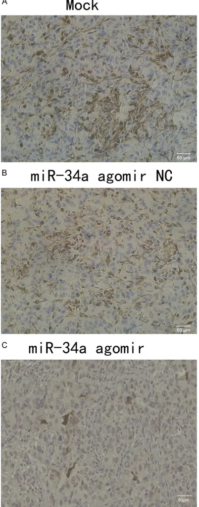 Figure 5. Immunohistochemistry graph presenting the PD-L1 expression in Xenograft tumors of miR-34a agomir, miR-34a agomir NC and Mock group.