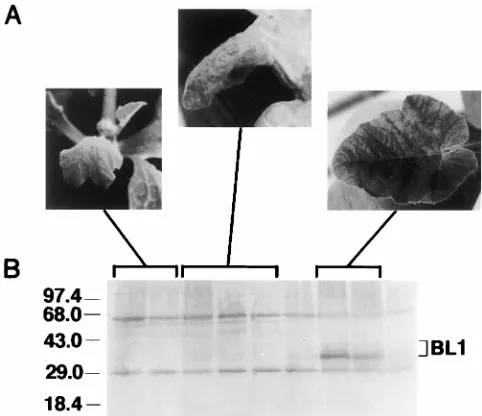 FIG. 1. (A) Left, leaf showing drooping at the margins of the lamina; middle,leaf at late stage of symptom development, showing chlorosis and severe epi-