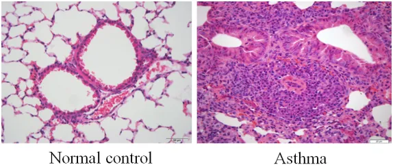 Figure 1. Hematoxylin and eosin staining of lung tissues in indicated groups (400 × magnification).