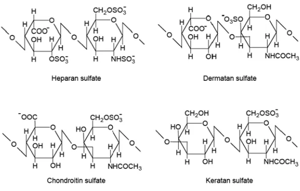 Figure 1. The structure of glycosaminoglycans in proteoglycans. 
