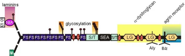 Figure 2. The primary domain structure of agrin (Bezakova, 2002). The signal sequence (SS) 