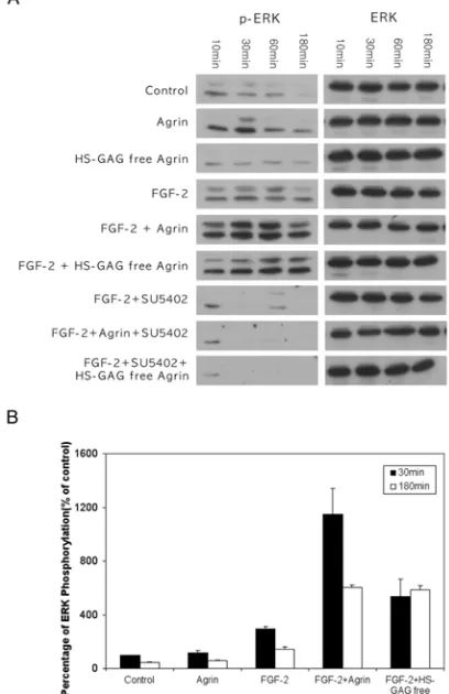 Figure 5.   Phosphorylation of p42/44ERK in PC12 cells in response to FGF-2 treatment (2.5 ng/ml) in the 