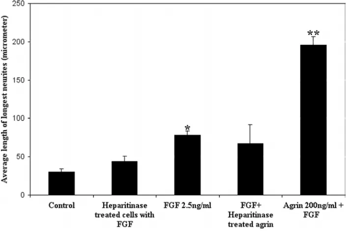 Figure 10.  Effect of elimination of cell surface HS-GAGs on retinal neurite outgrowth in response to FGF-2 treatment