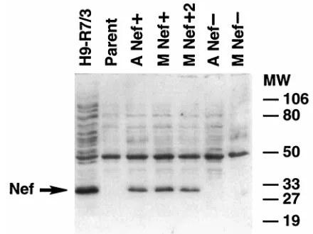 FIG. 3. Western blot for Nef expression. Cell extracts of the indicated celllines were prepared and analyzed by immunoblotting with a rabbit anti-Nef