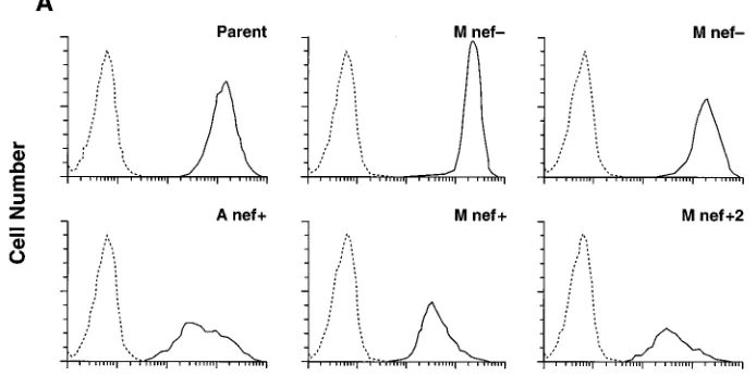 FIG. 4. Cell surface expression of CD4 and the IL-2 receptor alpha chain.(A) Cells were stained with the anti-CD4 antibody leu3a conjugated to phyco-