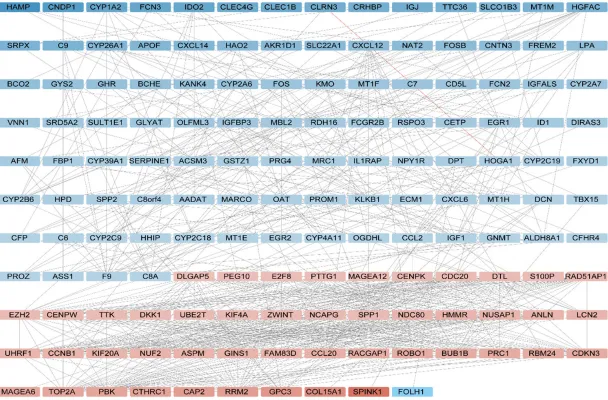 Figure 2. The PPI network of 190 nodes and 756 edges. The 47 red nodes had higher expression in the tumor samples; whereas the 103 blue nodes have lower expression values.