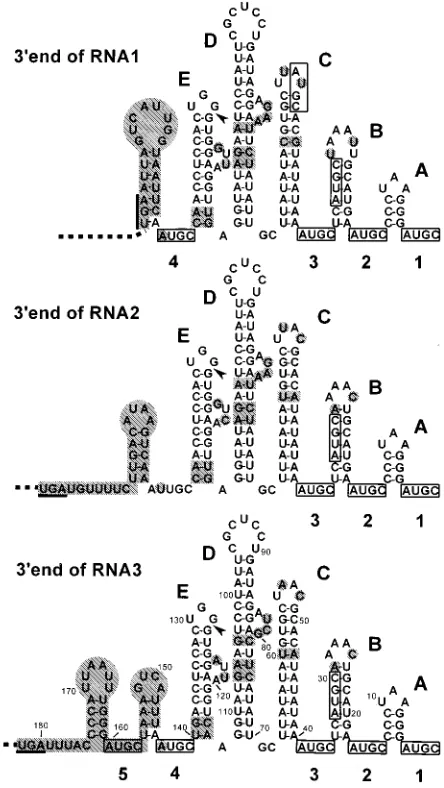 FIG. 1. Schematic representation of the proposed secondary structure of the UTRs of the genomic RNAs of AMV