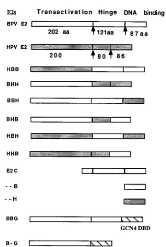 FIG. 1. Schematic representation of the chimeric E2 proteins used in thisstudy. The three domains of BPV and HPV-11 E2 are indicated as well as the
