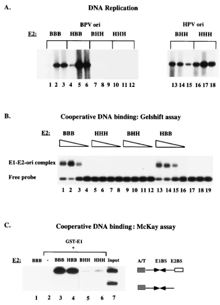FIG. 2. (A) Replication of the BPV minimal ori speciﬁcally requires theC-terminal half of BPV E2