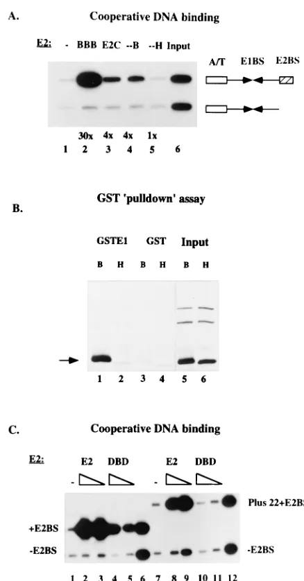 FIG. 4. (A) The DNA binding domain alone can bind cooperatively with E1.A McKay assay was used to measure cooperative binding of four different E2