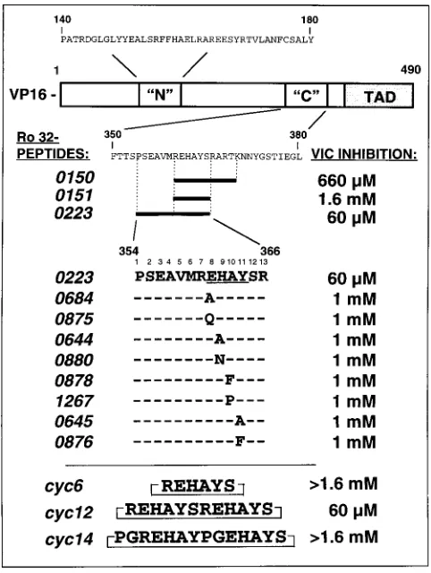 FIG. 1. The ability of VP16 peptides to block formation of the VP16-inducedcomplex. The primary structure of VP16 is represented at the top, and the N and