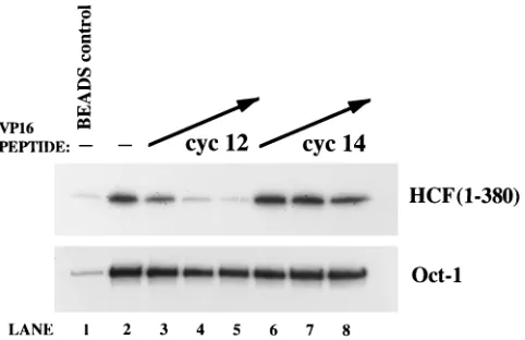 FIG. 4. Inhibition of VP16 binding to HCF (1-380) by VP16 peptides. Thecyc12 and cyc14 peptides were assayed for their ability to disrupt the interaction