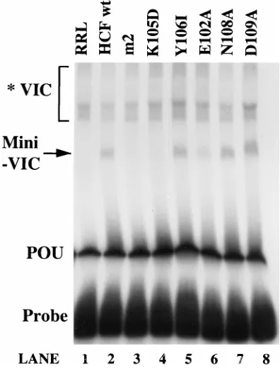 FIG. 8. HCF mutants defective in VIC formation are competent for VP16association. In vitro pull-down assays with pA-VP16 were performed with radio-