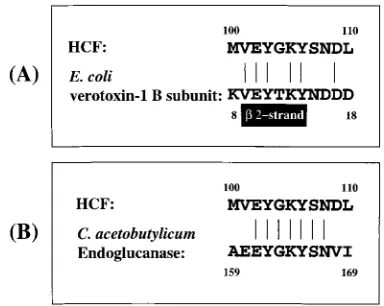 FIG. 9. Sequence alignments to the HCF m2 region. (A) The m2 region ofHCF (amino acids 100 to 110) is shown aligned to the cell-binding B oligomer of