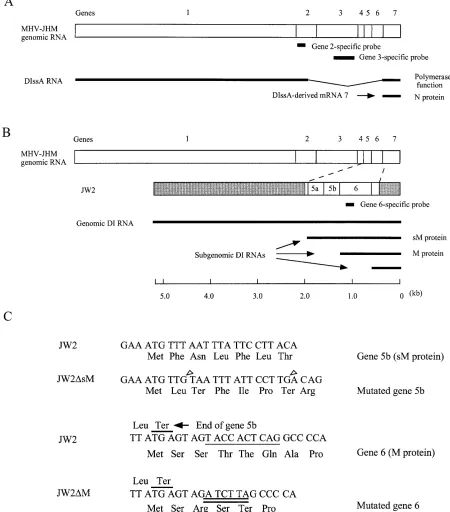 FIG. 1. Diagrams of the structures of DIssA (A), JW2 (B), and the nucleotide and deduced amino acid sequences of the 5�Comparison of the structure of DIssA RNA and wild-type MHV-JHM genomic RNA