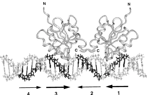 FIG. 11. A model of T-ag-bd(Biosym, San Diego, Calif.) and depicts the interaction of two T-ag-bd131–260 dimer formation on a 31-bp segment of B-DNA containing site II