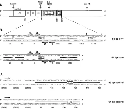 FIG. 1. A map of the SV40 origin region and the oligonucleotide sequences used in this study (the map is based on sequences in pSV01�study SV40 replication 88)