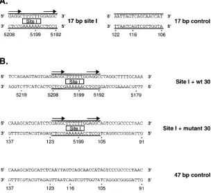 FIG. 4. Oligonucleotides used to compare the relative afﬁnities of T-ag and T-ag-bd for site I