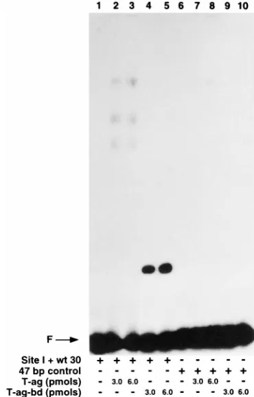 TABLE 1. Quantitation of relative afﬁnities of T-ag and the T-ag-bd131–260 for binding to DNA fragments from the SV40 origina