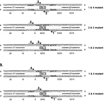 FIG. 6. Sequences of the core origin oligonucleotides having transition mutations in particular pairs of pentanucleotide binding sites